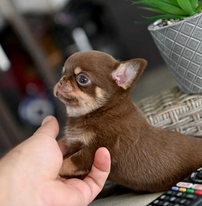 Женско мини чихуахуа шоколадов тен