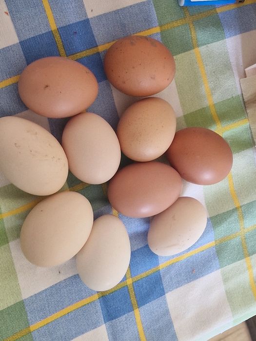 Oua bio / Gaini Sanatoase