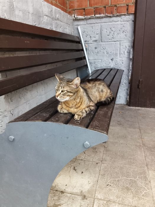 Нашлась кошка в районе сембинова абая