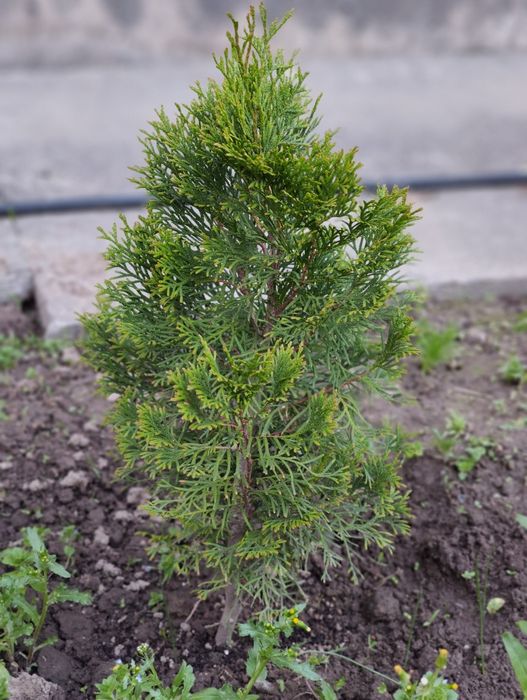 Саженцы туи Смарагд