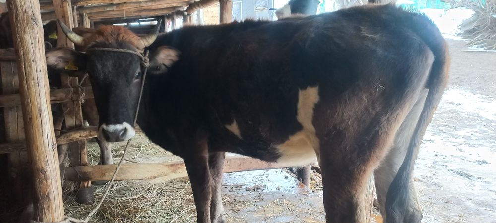 Продам корову спокойная