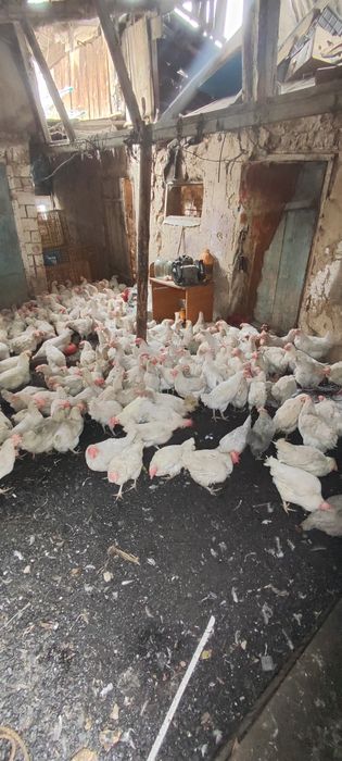 Куры несушки легерн