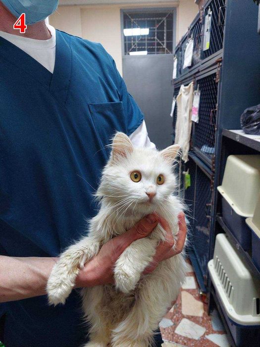 Отдам в хорошие руки