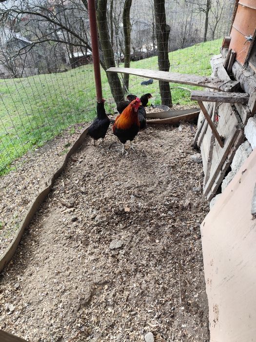 Vind ouă de Araucana