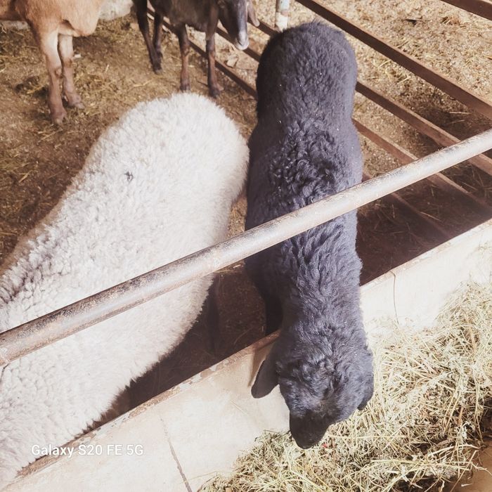 Boĝoz qòylar sotiladi