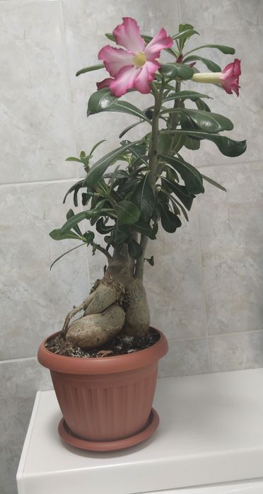 Продам адениум (роза пустыни)