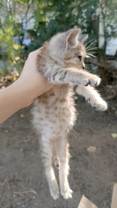 Маленький котёнок ищет дом