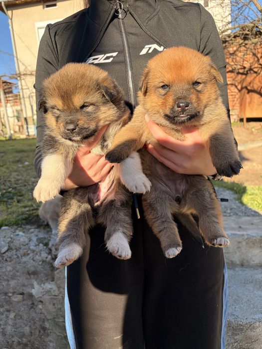 Подарявам кученца