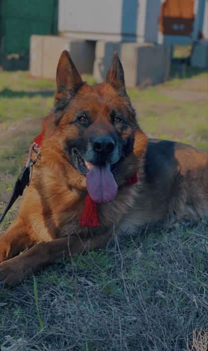 Кобель на вязку НЕ продаётся