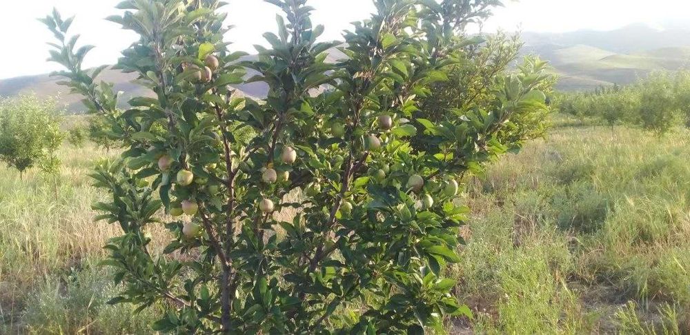 13 gektar hosilga kirgan bog'