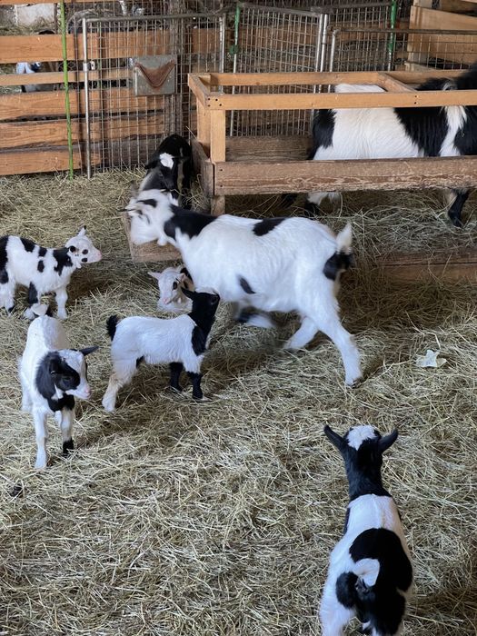 Capre pitice American Pigmy