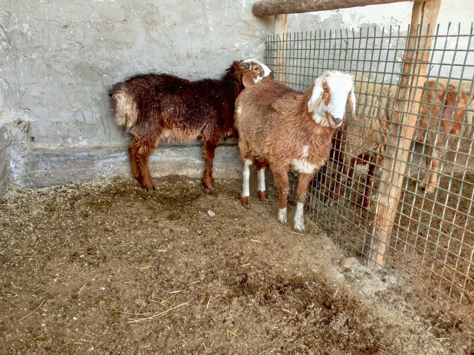 Moda barralar sotiladi