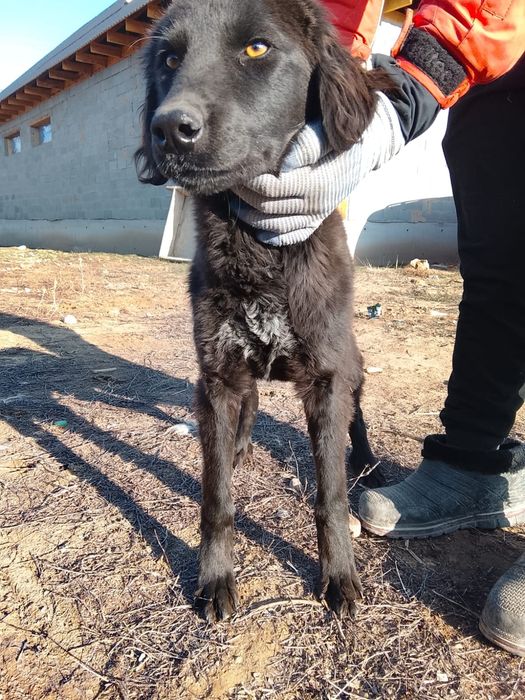 Тазы күшік  сатылады