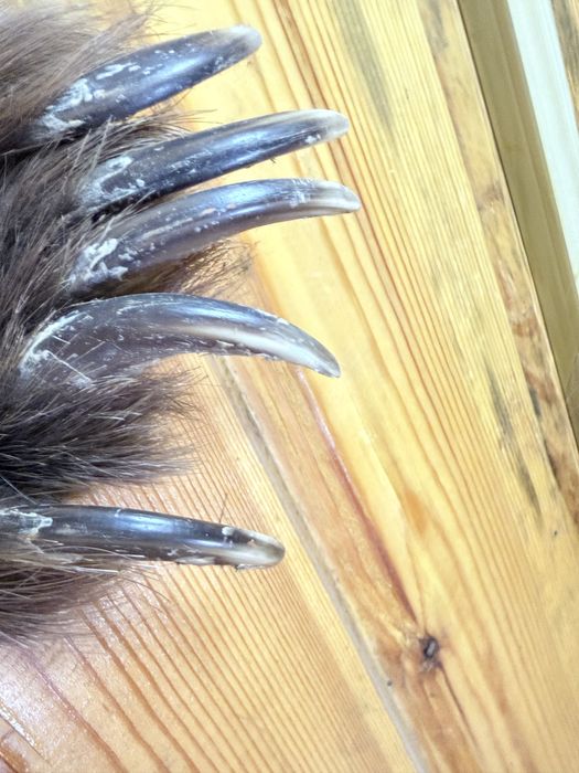 Натуралный медведь