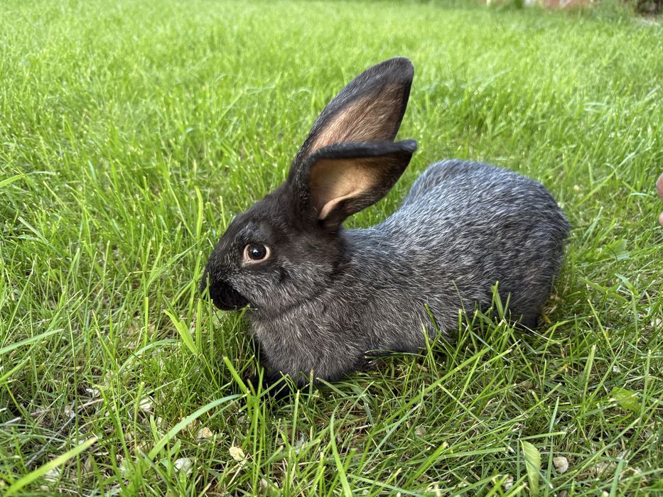 Крольчата Полтавское серебро