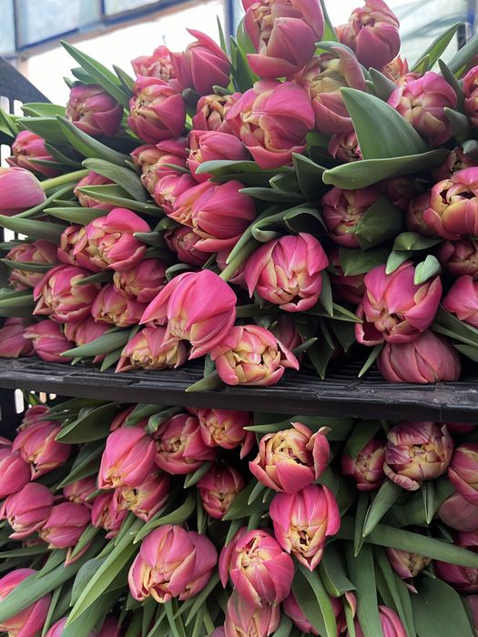 Тюльпаны оптом Беларусь