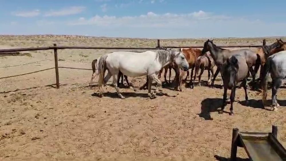 Бір үйір Жылқы сатылады. 13 бас