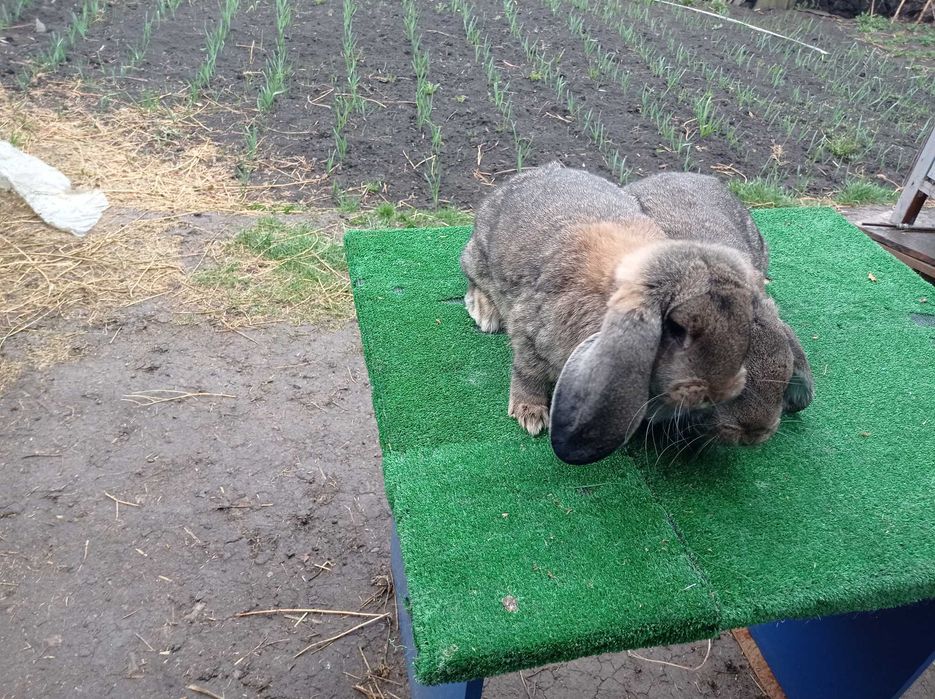 Femele berbec german gri agouti!