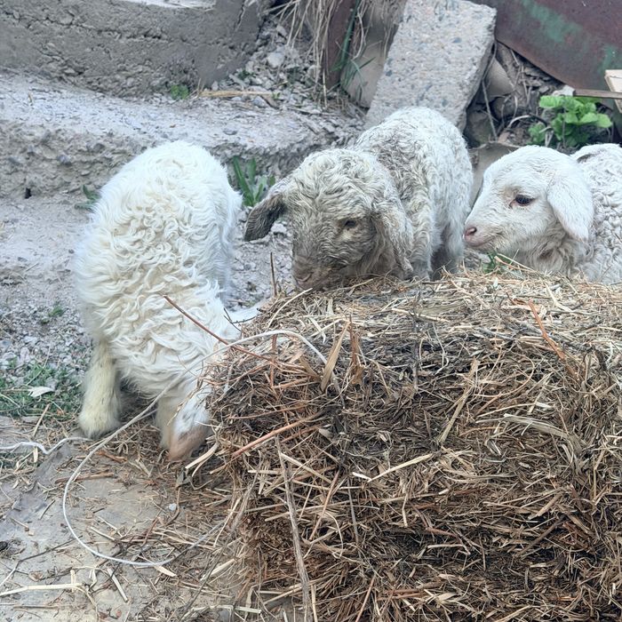 Қой қошақан тоқты қошқар бар