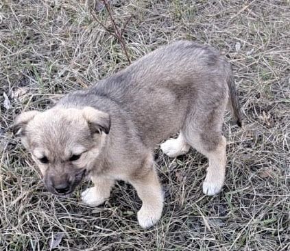 Отдам в добрые руки