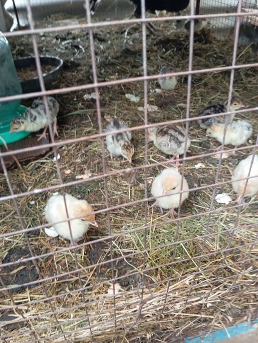 Индюшата с индюшкой комплект