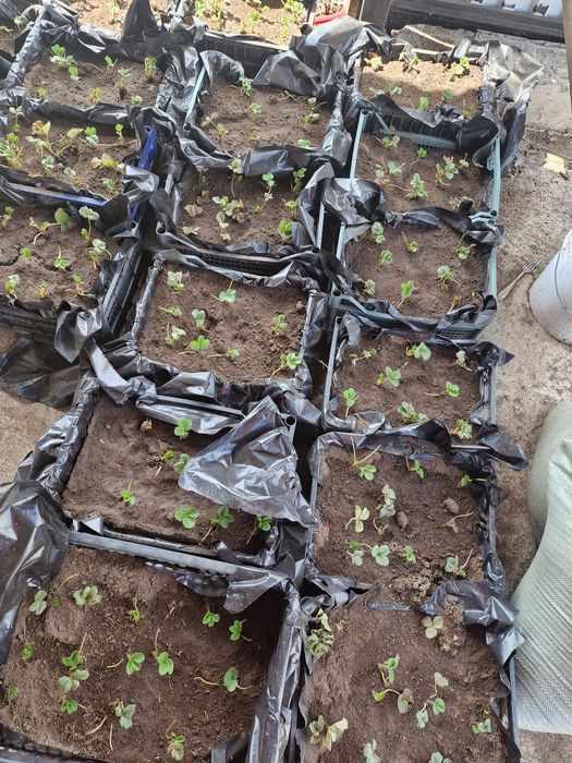 сортовая клубника "Кабрилло"