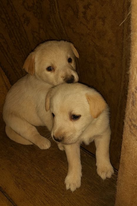 Отдам щенков в добрые руки