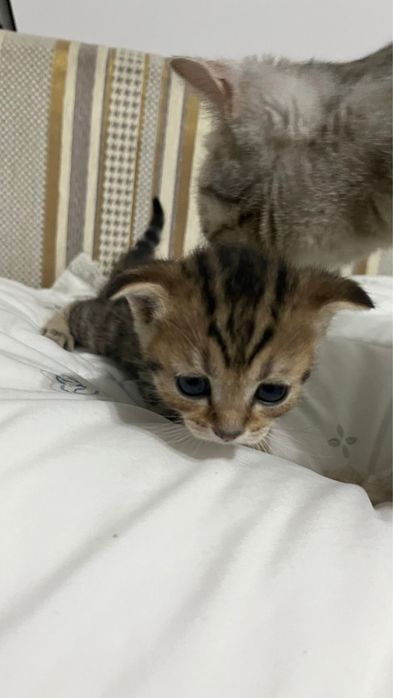 Шотландские вислоухие