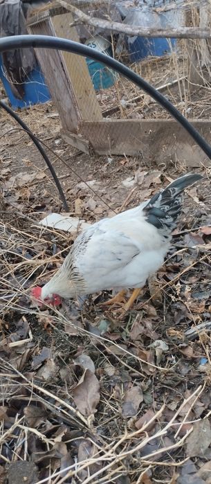 Продам молодого петуха