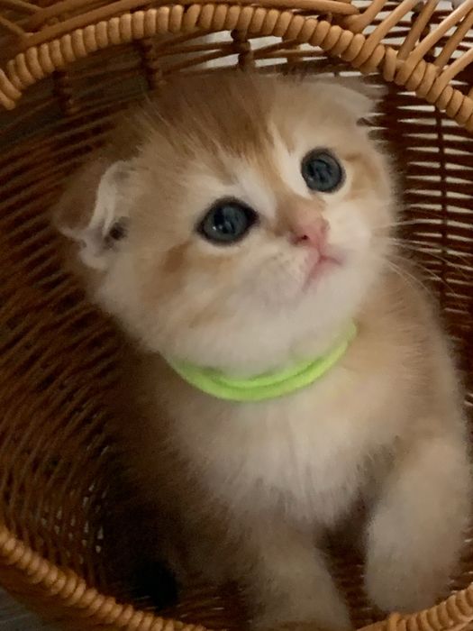 Продам шиншиллок шоу класса