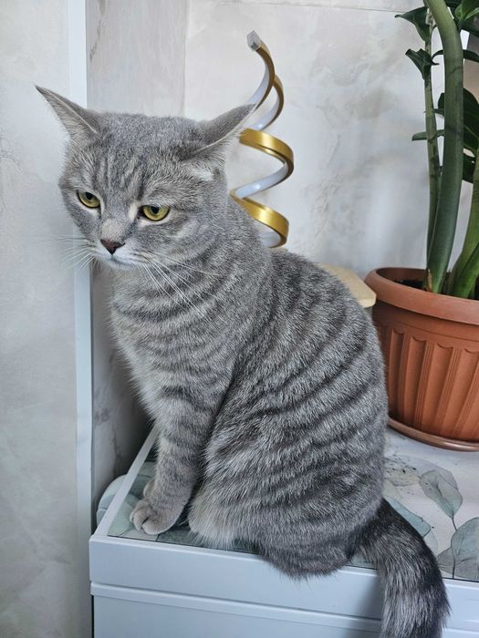Отдам в добрые руки