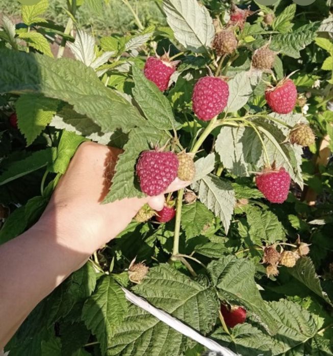 Саженцы ремонтантной малины — урожай почти круглый год!