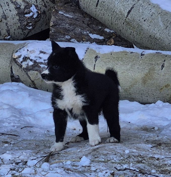 Щенки русско-европейской лайки