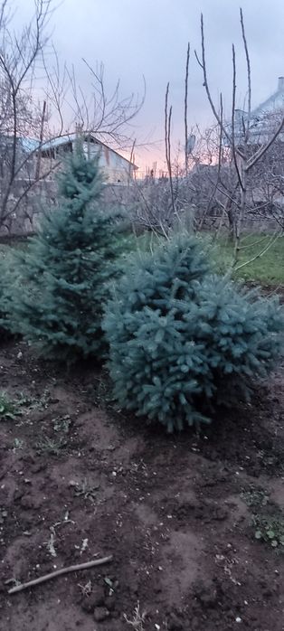 Prodayotsa goluboy yel