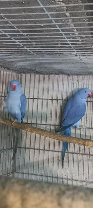 Micul Alexandru albastru cap coadă și violet