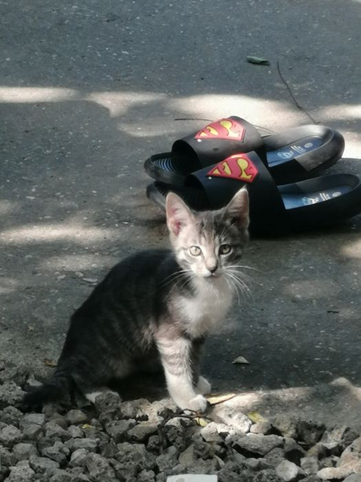 Donez,pentru adoptie fam  pisici mama si doi pui