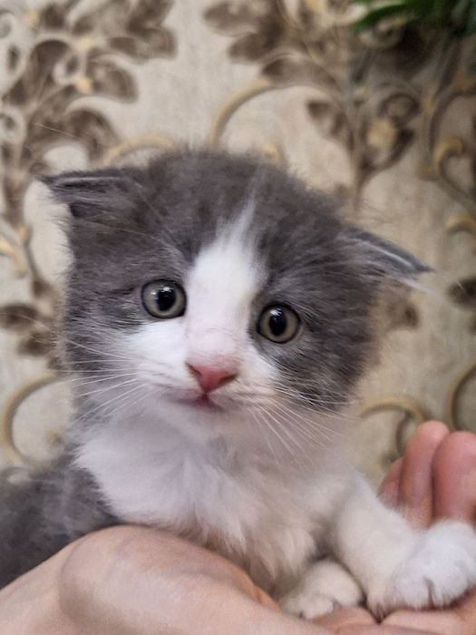 Ular mast ayolni sikishadi va telefoniga suratga olishadi.