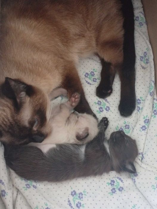 Отдам котят в хорошие добрые руки