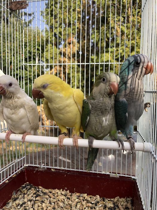 Papagali vorbitori blanzi calugari micul alexandru