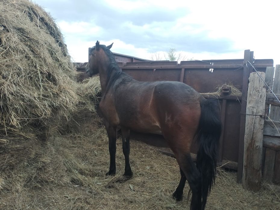 Жылқы сатылады құнан