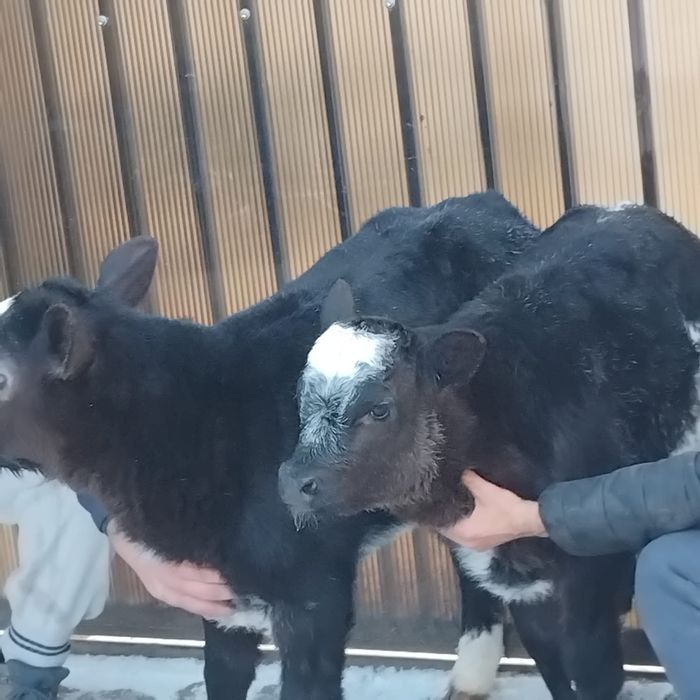 Vând două vitele belgiene