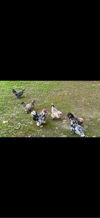 Куры японские алтайские
