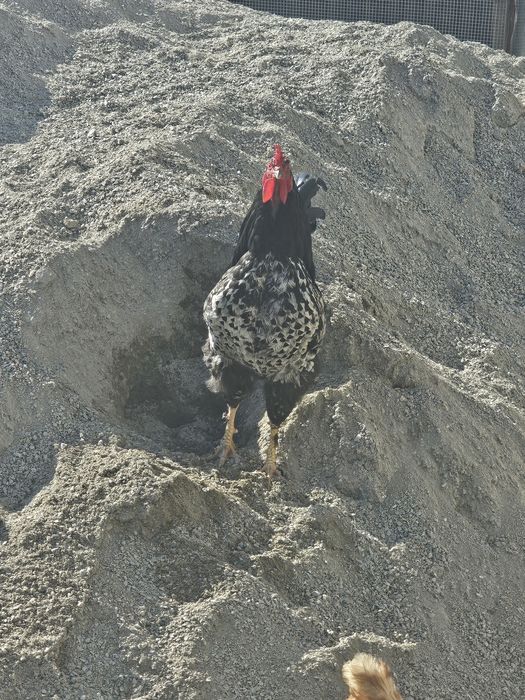 Продам петех черныи