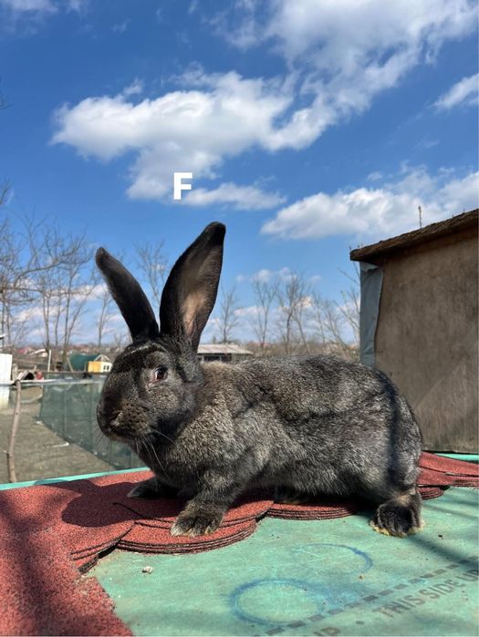 Iepuri uriaș german