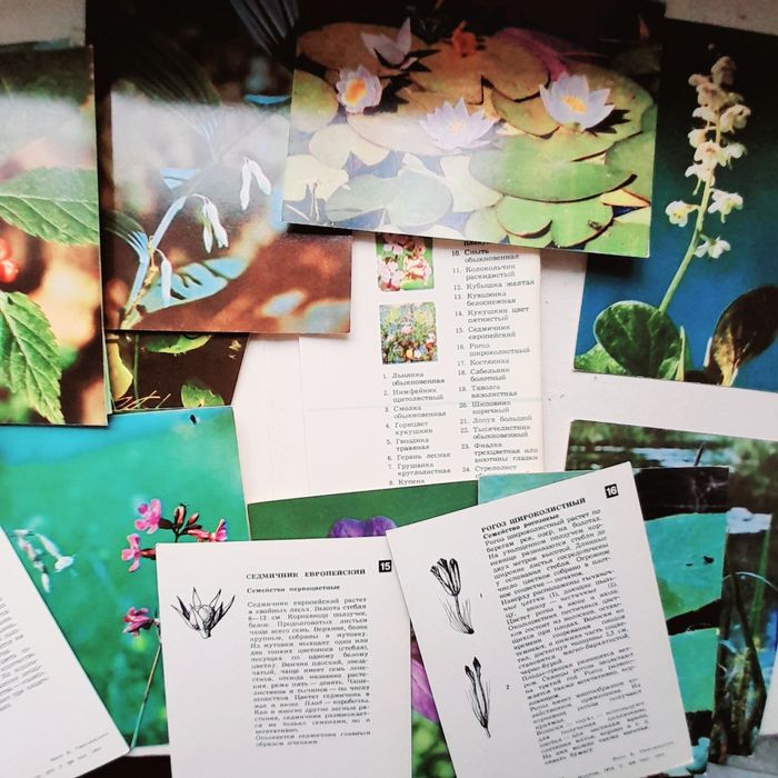 Открытки юному ботанику