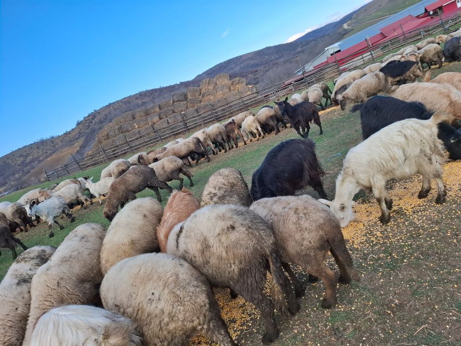 Oi si capre de vanzare