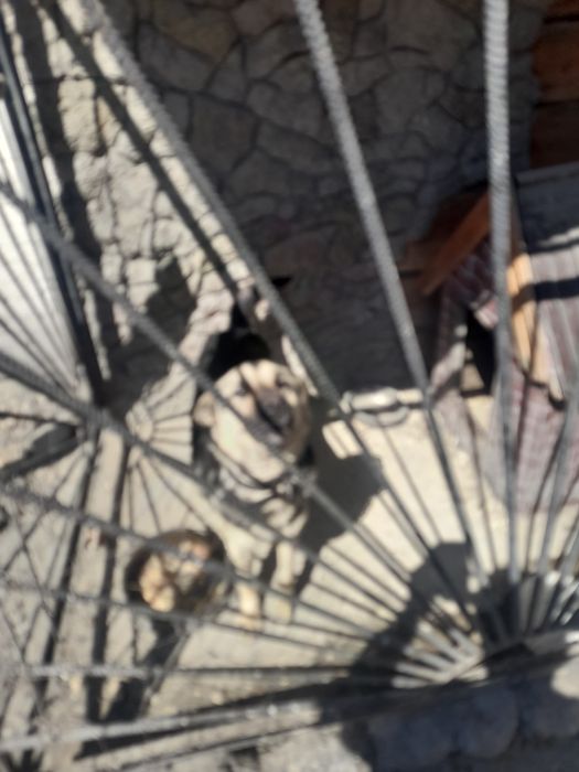 Продам Восточно-европейскую овчарка.