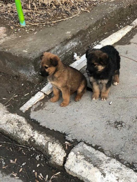 щенки бесплатно тегін