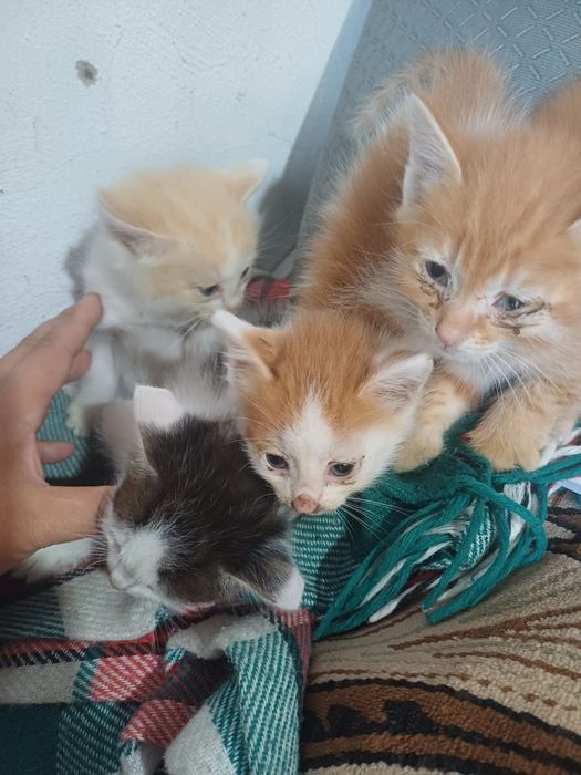 Котята ищут новые семьи