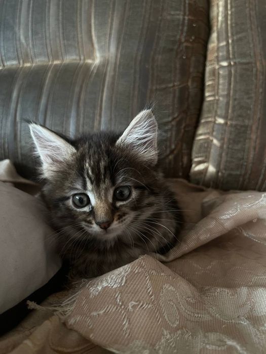 Отдам в ласковые руки, бесплатно